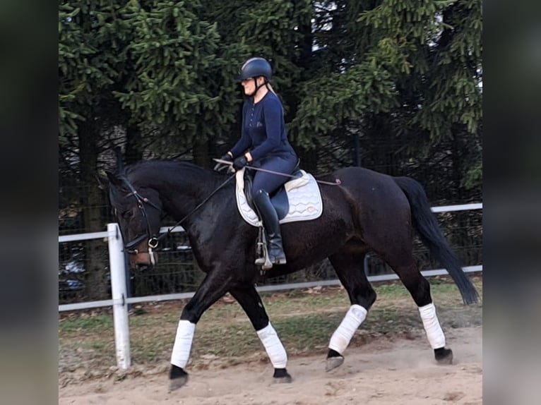 Silesian Mare 4 years 16,1 hh Bay-Dark in Forst