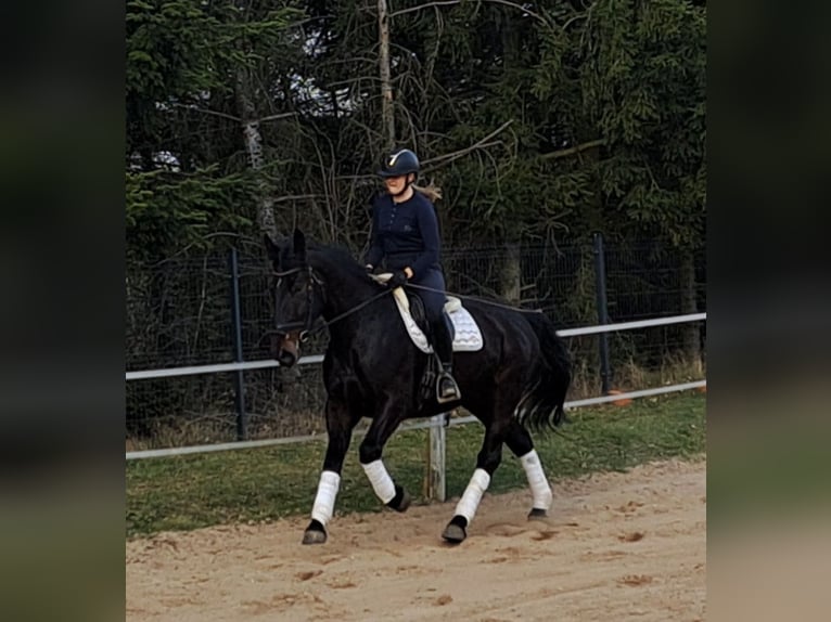 Silesian Mare 4 years 16,1 hh Bay-Dark in Forst