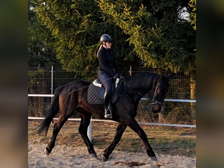 Silesian Mare 4 years 16,1 hh Smoky-Black in Forst