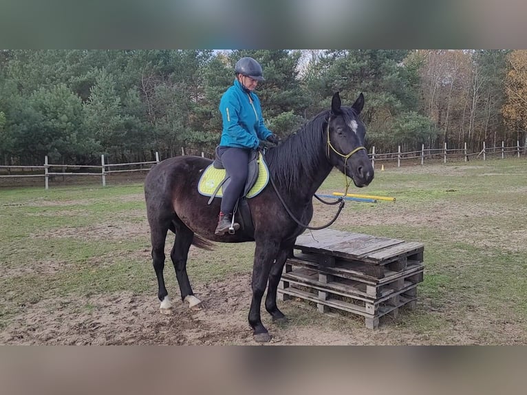 Silesian Mare 5 years 16,1 hh Black in Wilcze Tułowskie