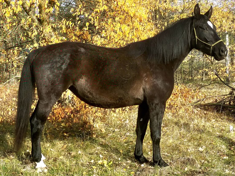 Silesian Mare 5 years 16,1 hh Black in Wilcze Tułowskie