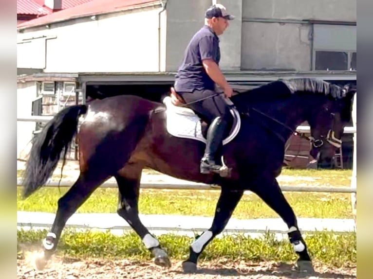 Silesian Mare 5 years 16,2 hh Bay-Dark in L&#xF6;hnberg
