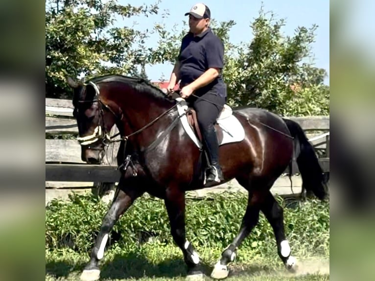 Silesian Mare 5 years 16,2 hh Bay-Dark in L&#xF6;hnberg