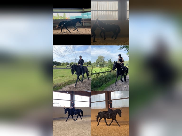 Silesian Mix Mare 6 years 15,1 hh Black in Hamburg Osdorf