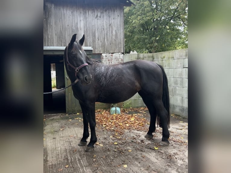 Silesian Mix Mare 6 years 15,1 hh Black in Hamburg Osdorf