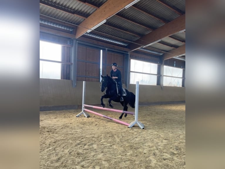 Silesian Mix Mare 6 years 15,1 hh Black in Hamburg Osdorf