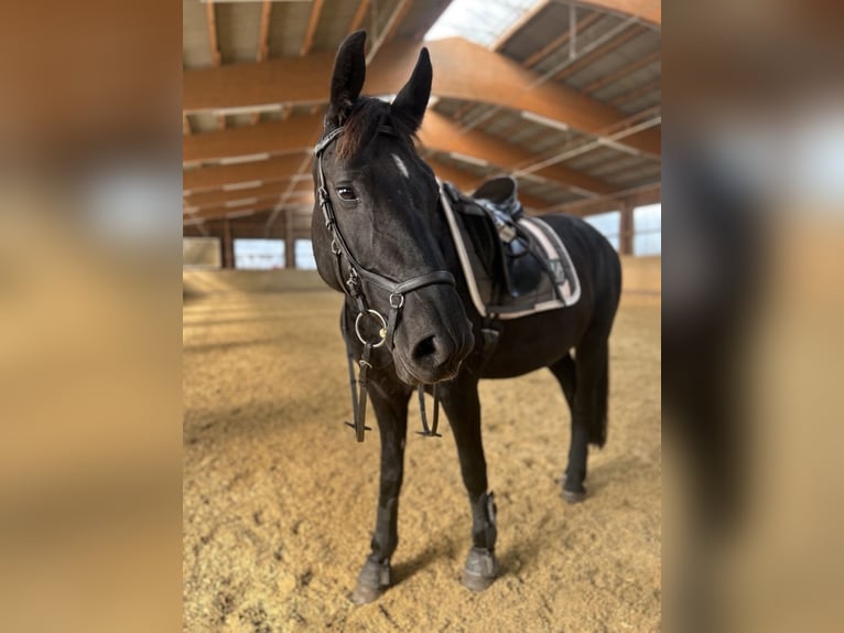 Silesian Mix Mare 6 years 15,1 hh Black in Hamburg Osdorf