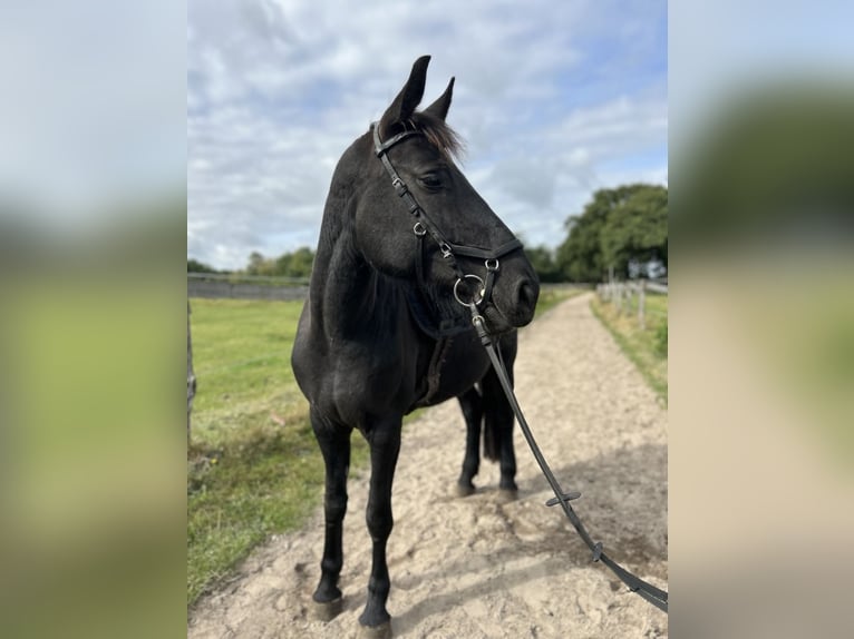 Silesian Mix Mare 6 years 15,1 hh Black in Hamburg Osdorf