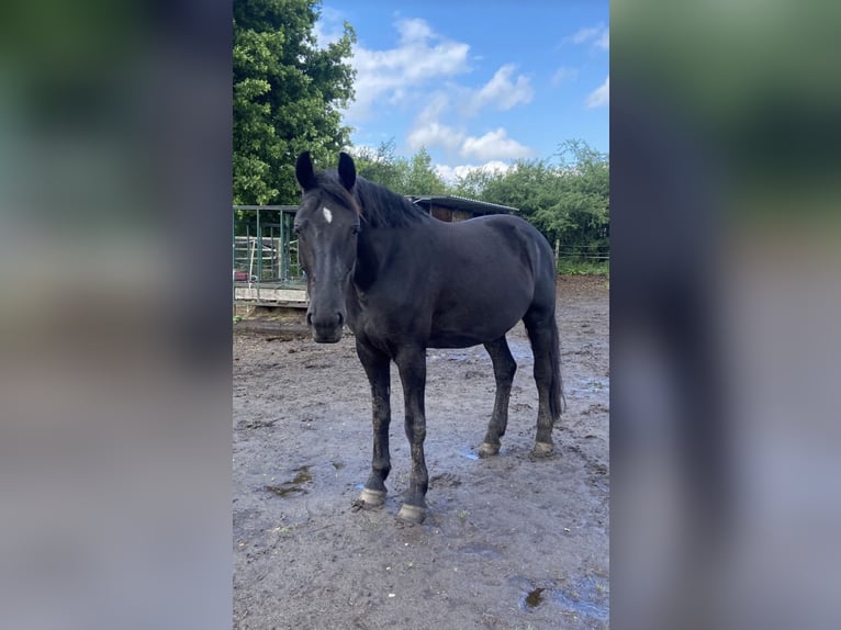 Silesian Mix Mare 6 years 15,1 hh Black in Hamburg Osdorf