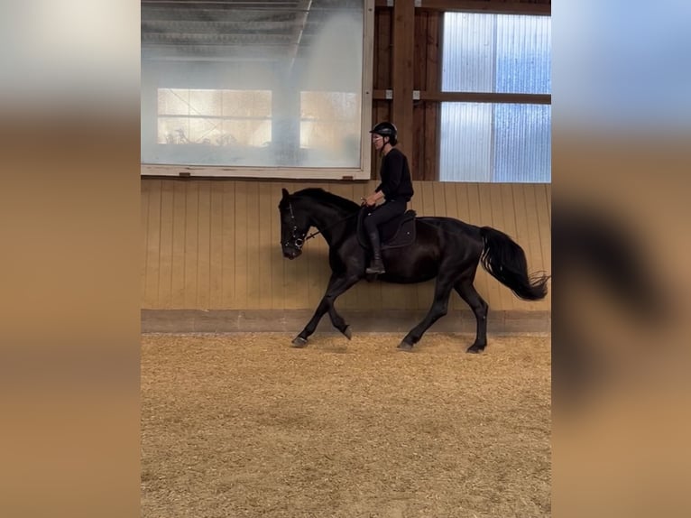 Silesian Mix Mare 6 years 15,1 hh Black in Hamburg Osdorf