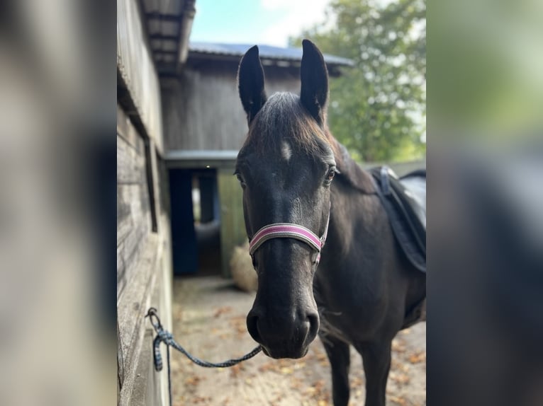 Silesian Mix Mare 6 years 15,1 hh Black in Hamburg Osdorf