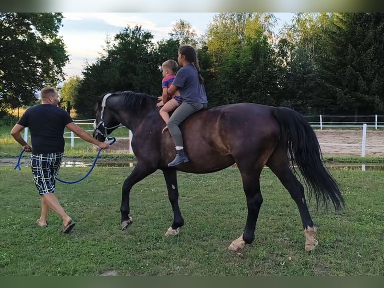 Silesian Mare 6 years 16.1 hh Bay-Dark in Forst