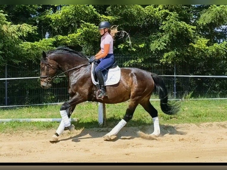 Silesian Mare 6 years 16.1 hh Bay-Dark in Forst