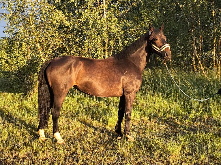 Silesian Mare 6 years 16.1 hh Bay-Dark in Forst