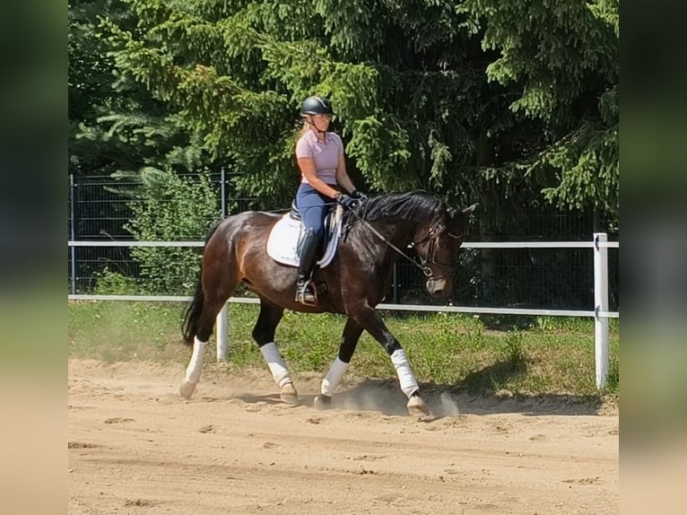 Silesian Mare 6 years 16.1 hh Bay-Dark in Forst