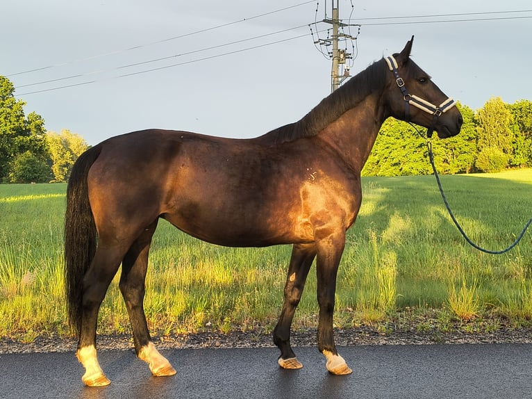 Silesian Mare 6 years 16.1 hh Bay-Dark in Forst