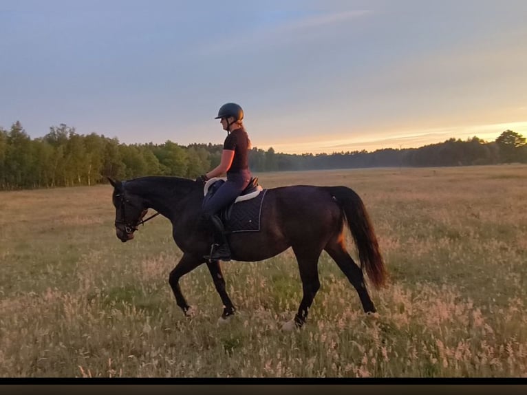 Silesian Mare 6 years 16.1 hh Bay-Dark in Forst