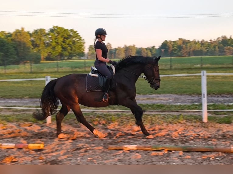 Silesian Mare 6 years 16.1 hh Bay-Dark in Forst