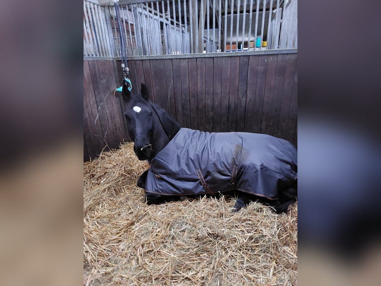 Silesian Mare 6 years 16 hh Black in Hamburg