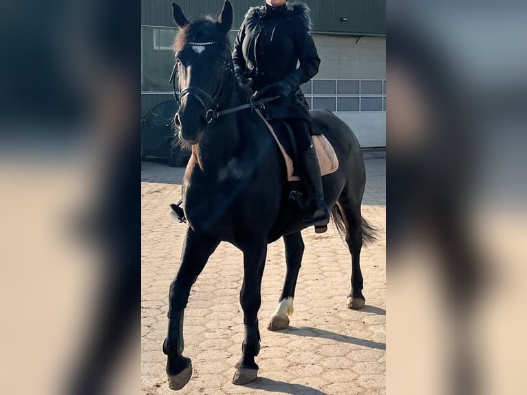 Silesian Mare 6 years 16 hh Black in Hamburg