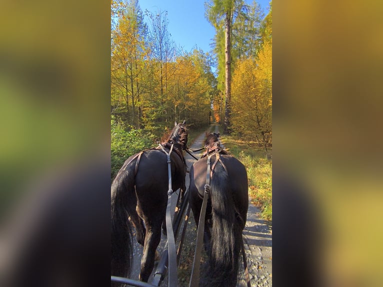 Silesian Mare 8 years 16,1 hh Black in Ściborzyce Małe