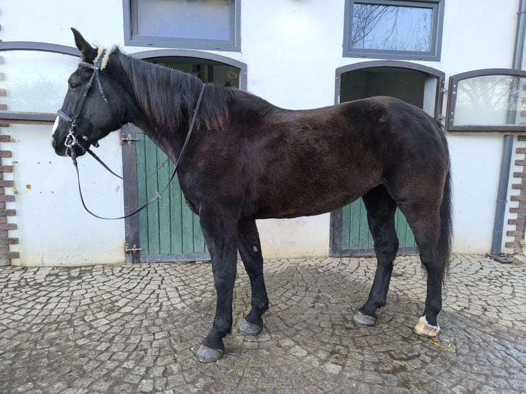 Silesian Mare 8 years 16,1 hh Black in Ściborzyce Małe