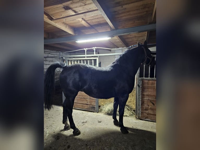 Silesian Mare 8 years 16,2 hh Black in Obiecanowo