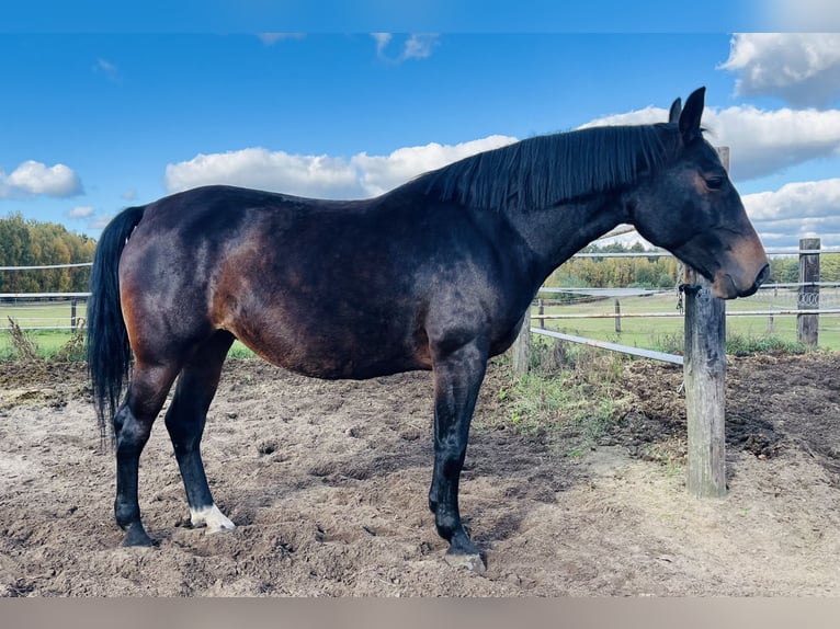 Silesian Mare 8 years 16,2 hh Bay-Dark in Zdzierczyzna