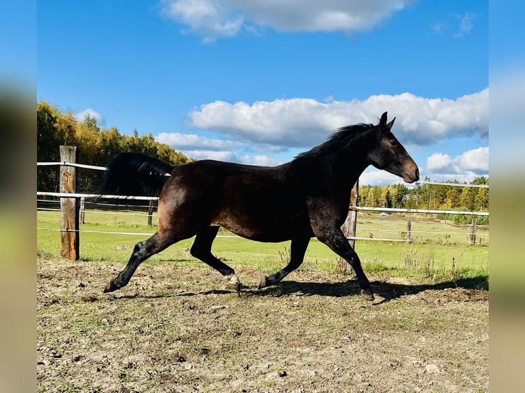 Silesian Mare 8 years 16,2 hh Bay-Dark in Zdzierczyzna