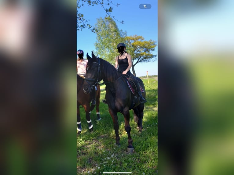 Silesian Mare 9 years 15,3 hh Black in Schraden