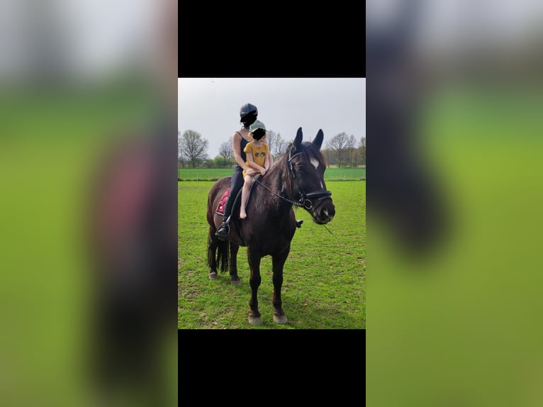 Silesian Mare 9 years 15,3 hh Black in Schraden