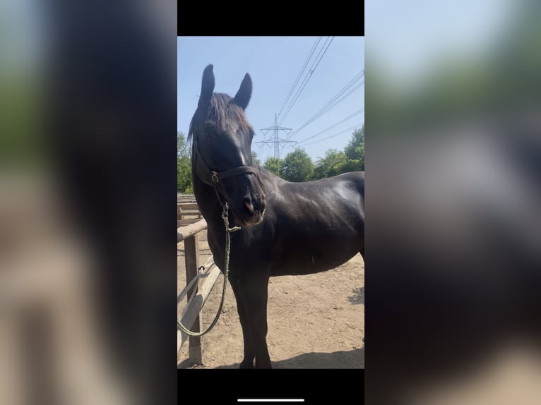 Silesian Mare 9 years 15,3 hh Black in Schraden