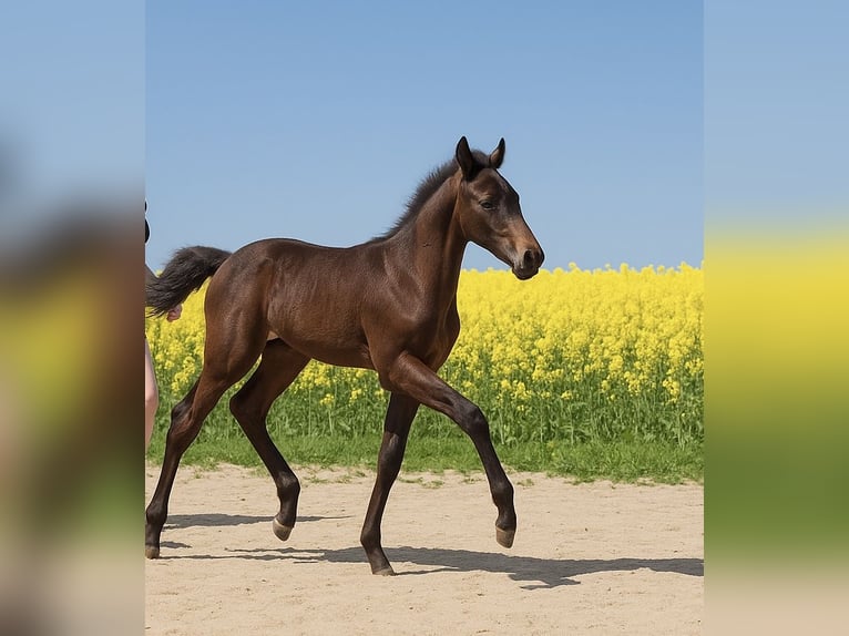 Silesian Mix Mare  Black in Gro&#xDF;hennersdorf