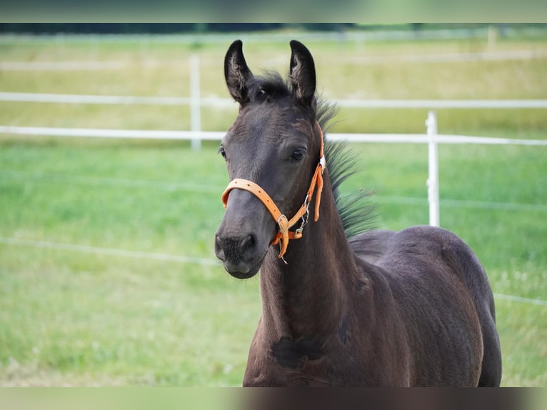Silesian Mix Mare  Black in Gro&#xDF;hennersdorf