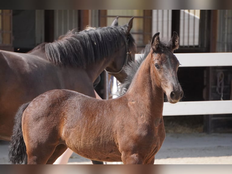 Silesian Mix Mare  Black in Gro&#xDF;hennersdorf