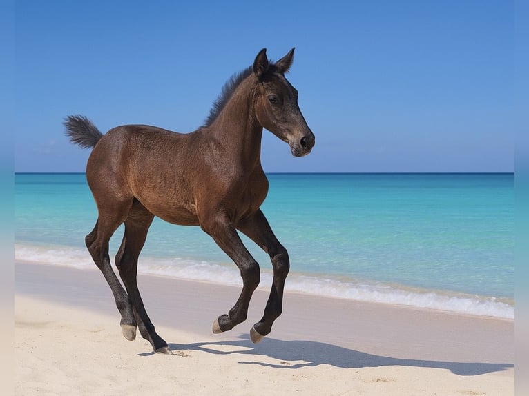 Silesian Mix Mare  Black in Gro&#xDF;hennersdorf
