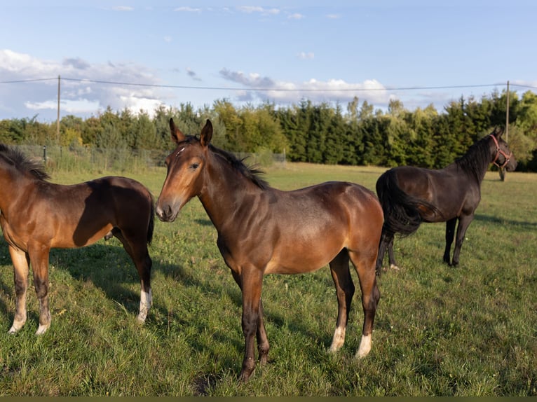 Silesian Mare Foal (03/2025) Brown in Deszczno
