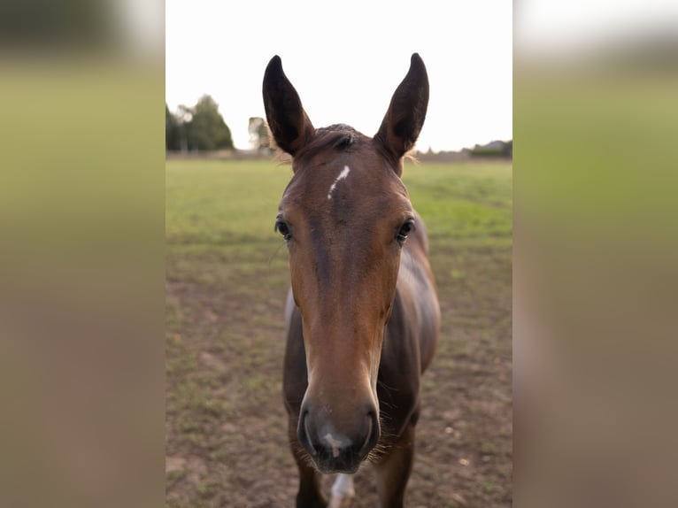 Silesian Mare Foal (03/2025) Brown in Deszczno
