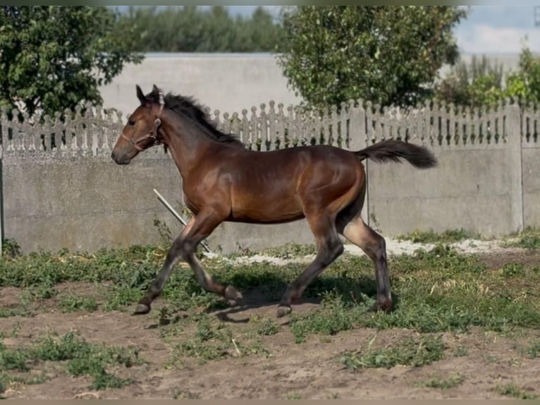 Silesian Mare Foal (04/2025) Brown in Bia&#x142;yka&#x142;