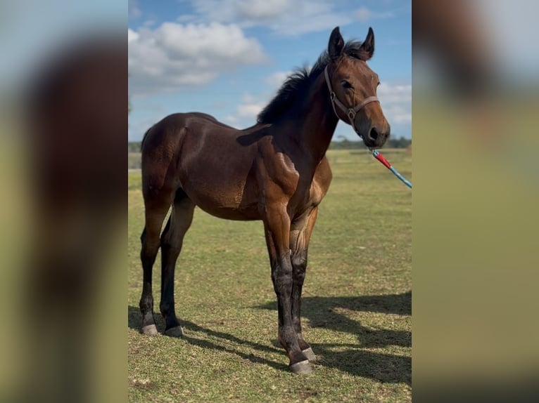 Silesian Mare Foal (04/2025) Brown in Bia&#x142;yka&#x142;