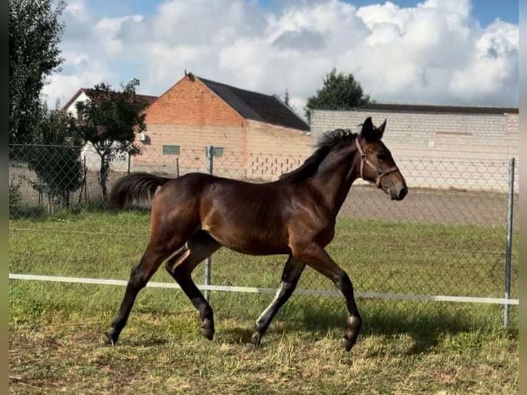 Silesian Mare Foal (04/2025) Brown in Bia&#x142;yka&#x142;
