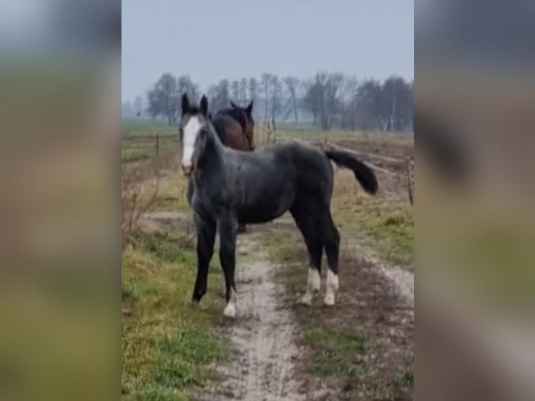 Silesian Stallion 1 year 13,2 hh White in Zawady