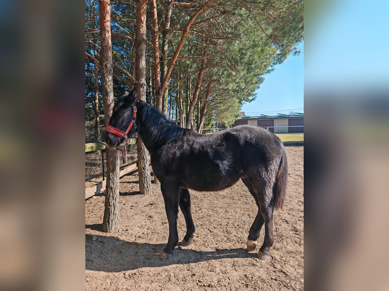 Silesian Stallion 1 year 14.1 hh Black in Sulmierzyce