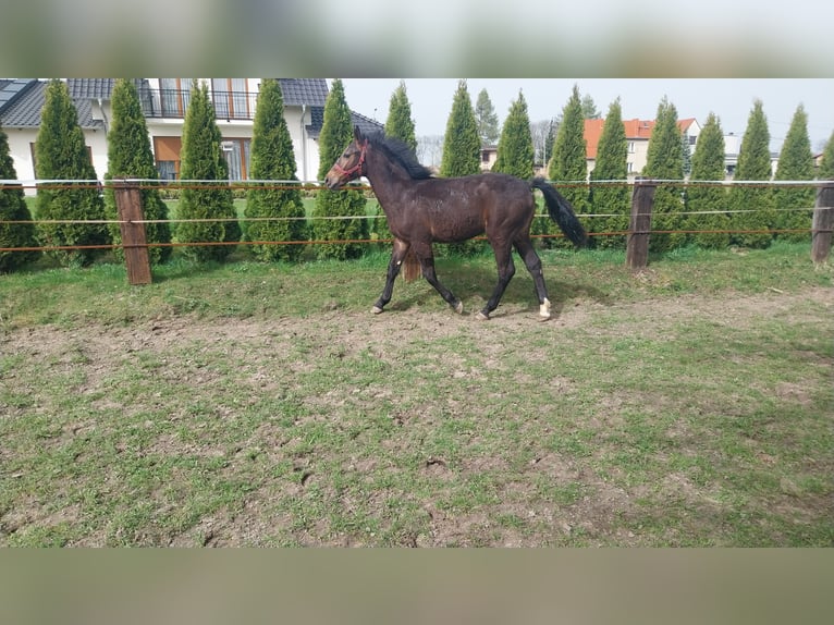 Silesian Stallion 1 year 14,2 hh Bay-Dark in Olszowa