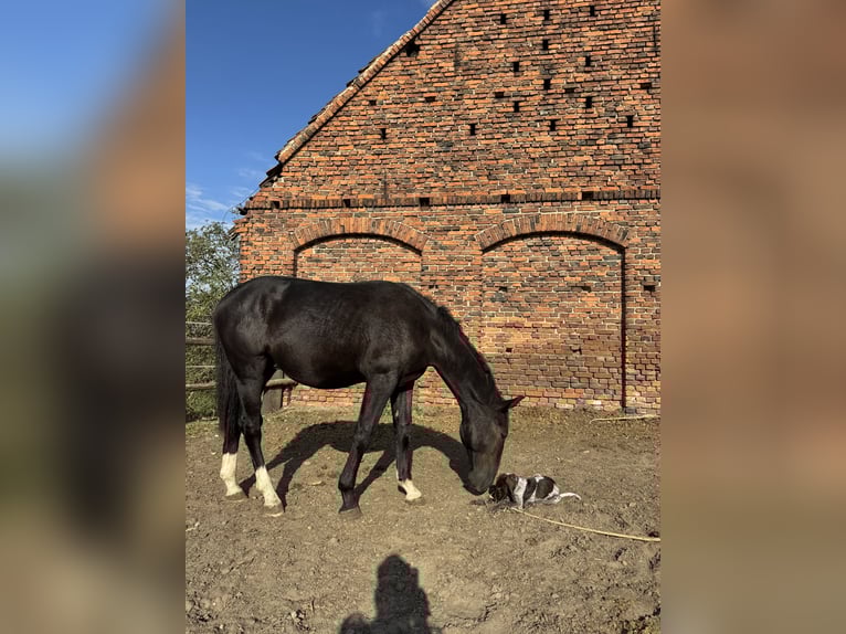 Silesian Stallion 1 year 15,1 hh Black in Ko&#x15B;cian
