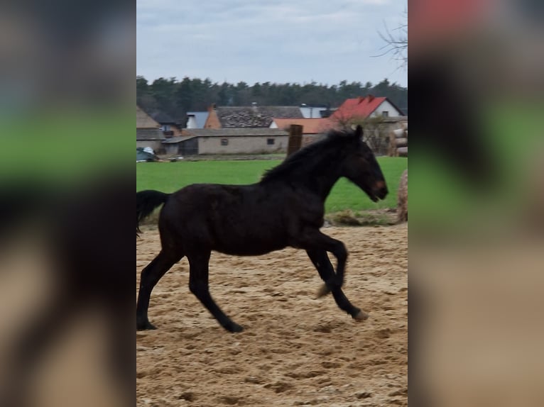 Silesian Stallion 1 year Bay-Dark in Krzycko Male