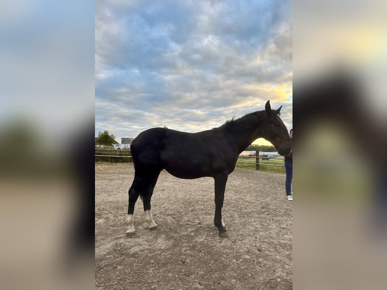 Silesian Stallion 1 year Black in Ko&#x15B;cian