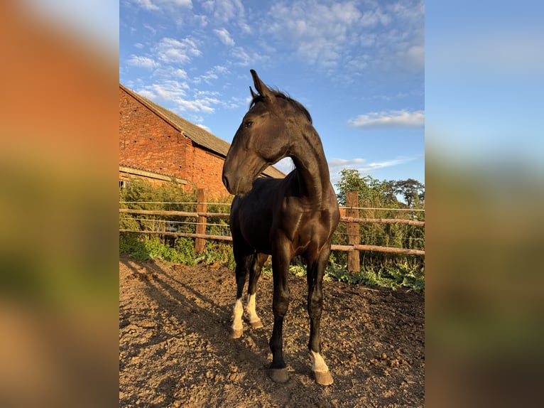 Silesian Stallion 1 year Black in Ko&#x15B;cian