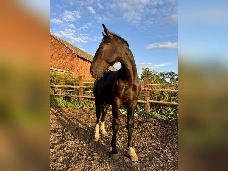 Silesian Stallion 2 years 15,1 hh Black in Kościan