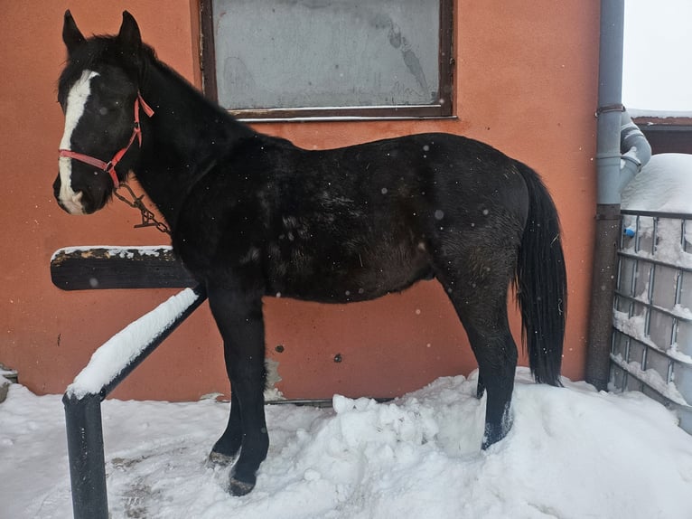 Silesian Stallion 2 years 15,2 hh Black in Wilczyska